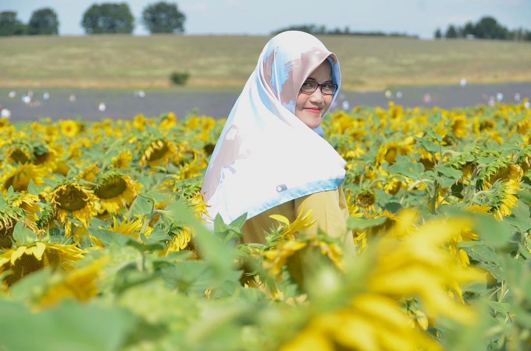 8 Kebun Bunga Matahari di Indonesia 1