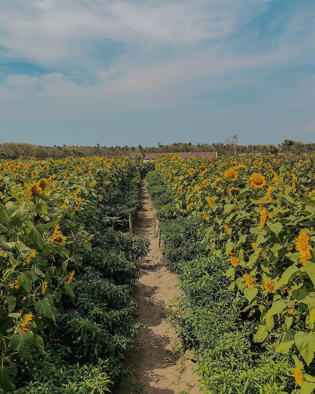 8 Kebun Bunga Matahari di Indonesia 2