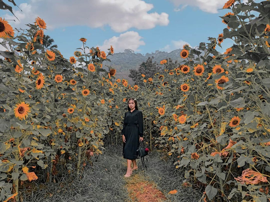 8 Kebun Bunga Matahari di Indonesia 3