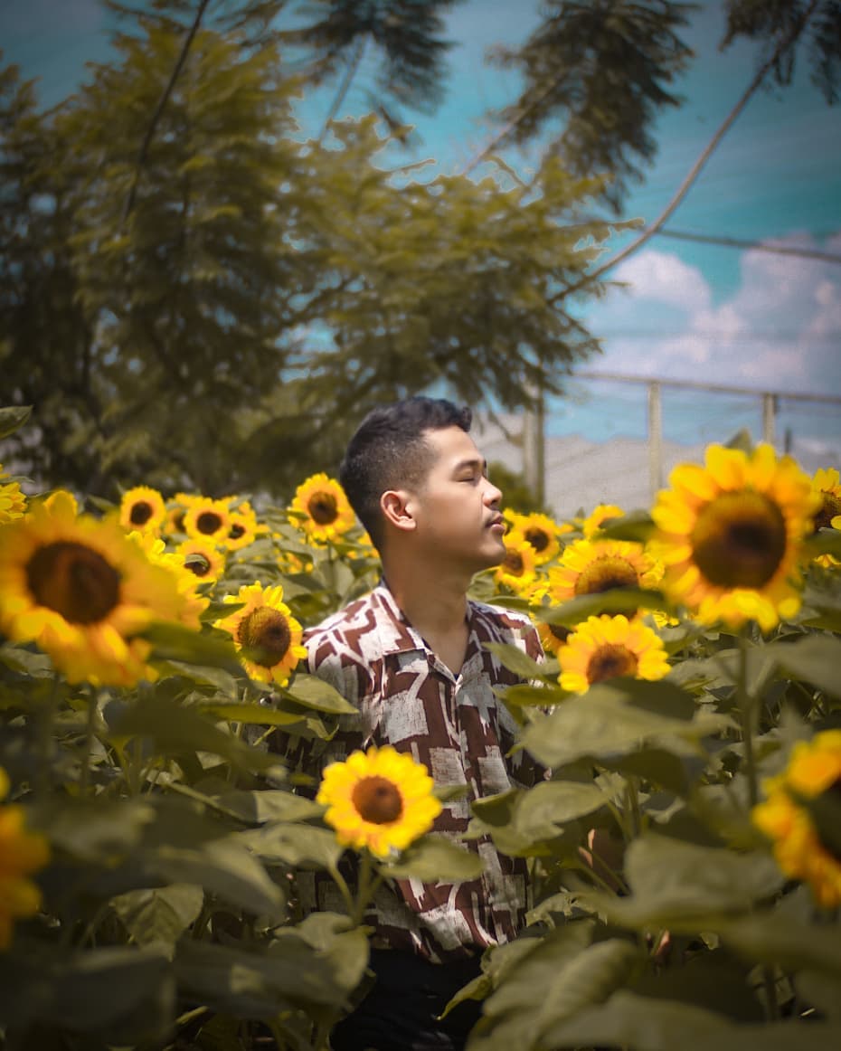 8 Kebun Bunga Matahari di Indonesia 4