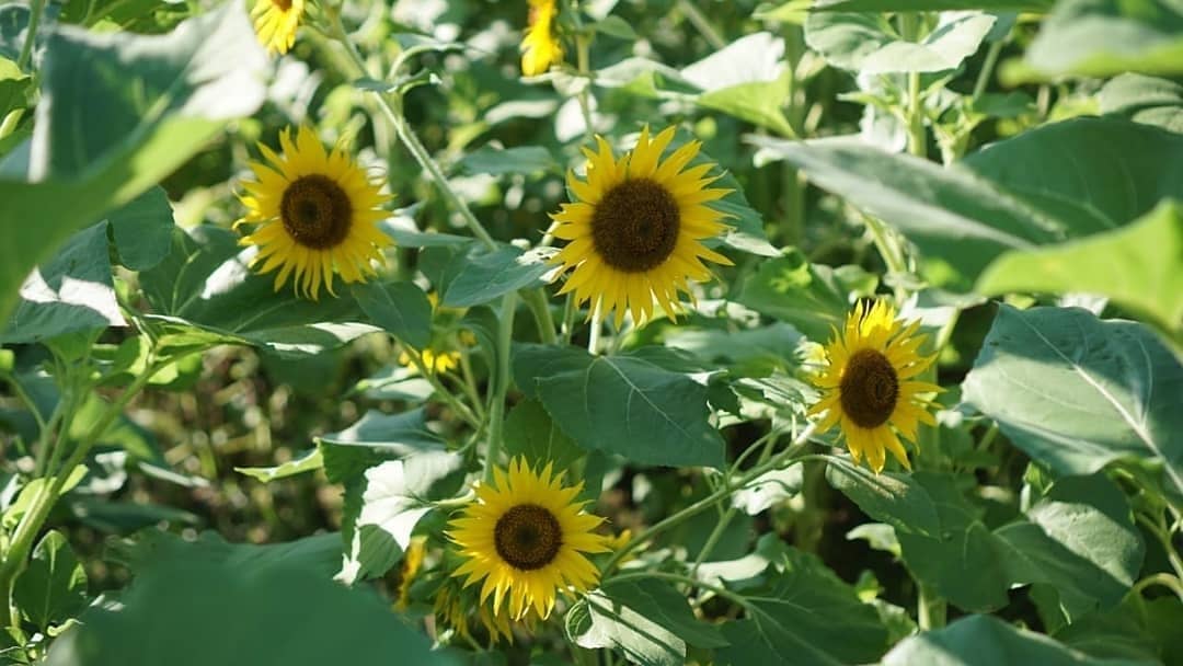8 Kebun Bunga Matahari di Indonesia 6