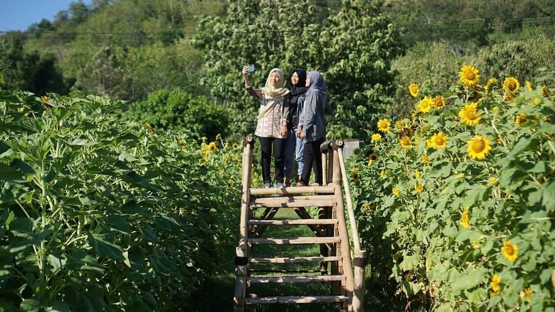 8 Kebun Bunga Matahari di Indonesia 7