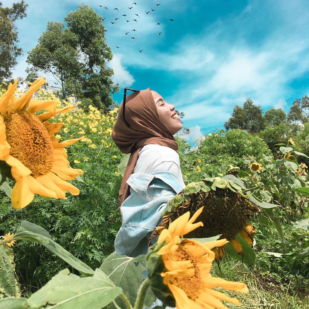 8 Kebun Bunga Matahari di Indonesia 8