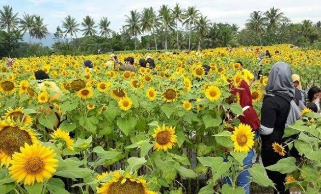Tak Hanya Cantik, 10 Kebun Bunga Matahari di Indonesia Ini Instagenic Banget 3