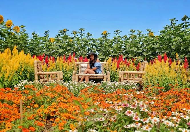 6 Taman Bunga Celosia di Jogja, Pilihan Tepat Buat Liburan 2 6 Taman Bunga Celosia di Jogja, Pilihan Tepat Buat Liburan 2