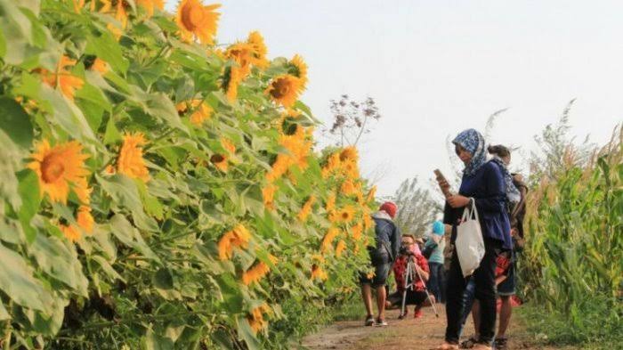 Tak Hanya Cantik, 10 Kebun Bunga Matahari di Indonesia Ini Instagenic Banget 2