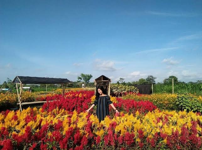 6 Taman Bunga Celosia di Jogja, Pilihan Tepat Buat Liburan 4 6 Taman Bunga Celosia di Jogja, Pilihan Tepat Buat Liburan 4