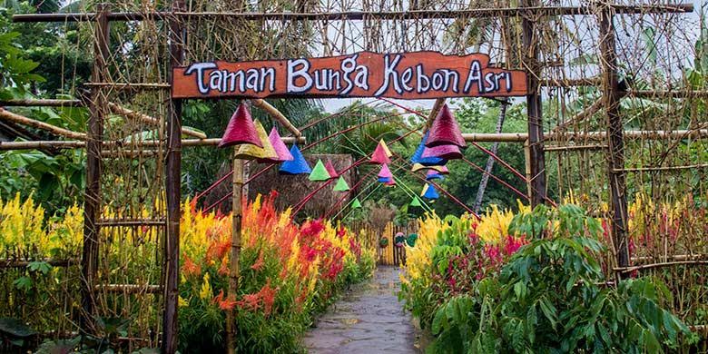 6 Taman Bunga Celosia di Jogja, Pilihan Tepat Buat Liburan 3 6 Taman Bunga Celosia di Jogja, Pilihan Tepat Buat Liburan 3