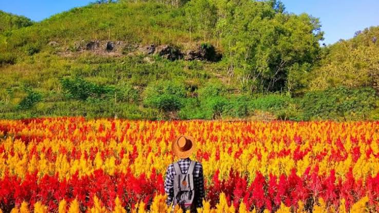 6 Taman Bunga Celosia di Jogja, Pilihan Tepat Buat Liburan 6 6 Taman Bunga Celosia di Jogja, Pilihan Tepat Buat Liburan 6