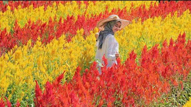 6 Taman Bunga Celosia di Jogja, Pilihan Tepat Buat Liburan 7 6 Taman Bunga Celosia di Jogja, Pilihan Tepat Buat Liburan 7