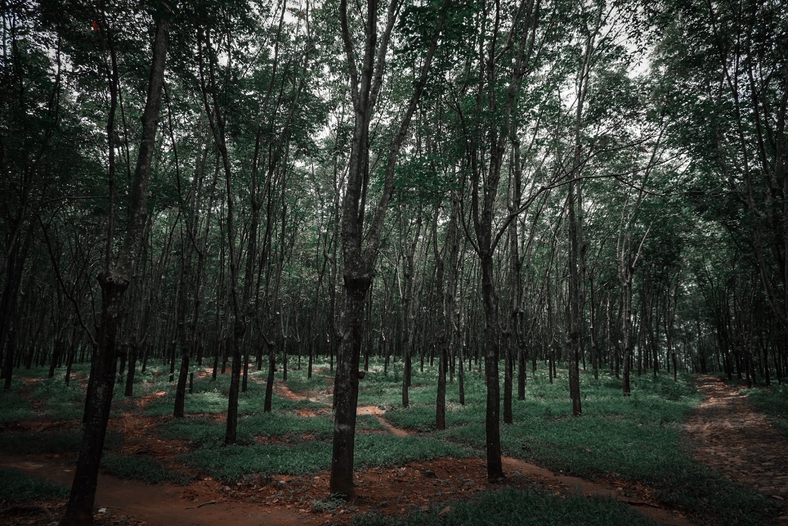 Usir Penat Dengan Berkemah di Hutan Penggaron 2 Usir Penat Dengan Berkemah di Hutan Penggaron 2