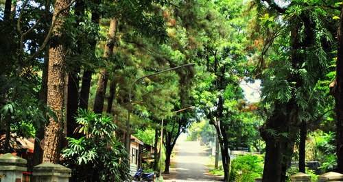 Usir Penat Dengan Berkemah di Hutan Penggaron 3 Usir Penat Dengan Berkemah di Hutan Penggaron 3