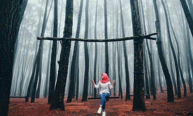 Hutan Pinus Imogiri - 5 Tempat Wisata Indonesia Bernuansa Korea, Daebak!