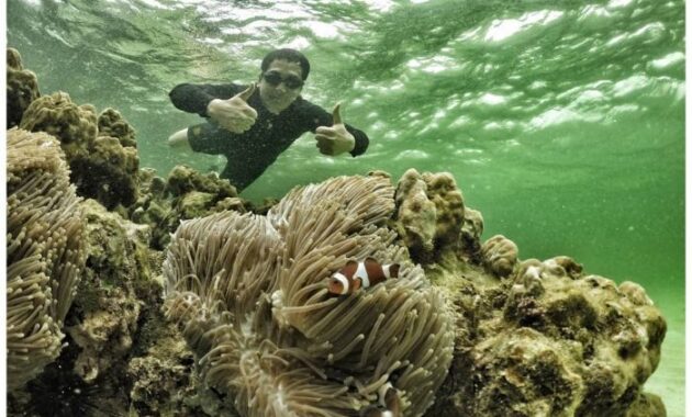 Pulau Petong, Favorit Penyelam 5 Pulau Petong, Favorit Penyelam 2