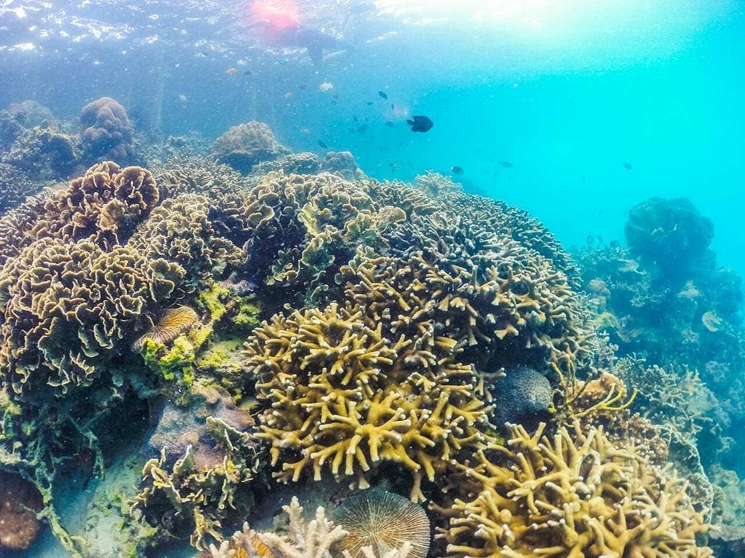 Pulau Petong, Favorit Penyelam 2 Pulau Petong, Favorit Penyelam 2