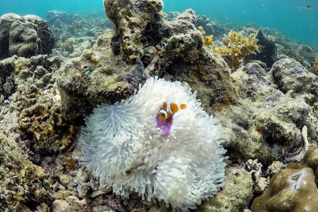 Pulau Petong, Favorit Penyelam 8 Pulau Petong, Favorit Penyelam 8