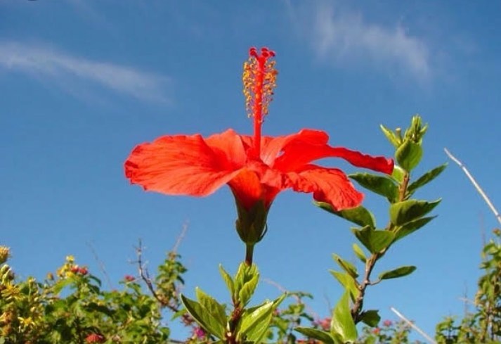 10 Daftar Pilihan Bunga Terindah di Dunia Beserta Nama dan Maknanya Ini Wajib Kalian Ketahui 3