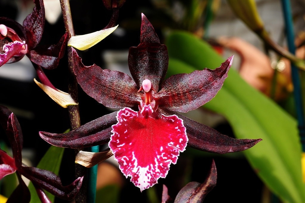 10 Daftar Pilihan Bunga Terindah di Dunia Beserta Nama dan Maknanya Ini Wajib Kalian Ketahui 4