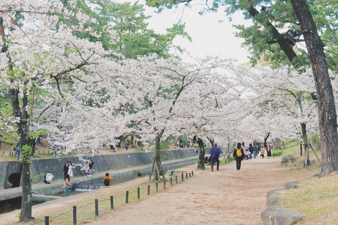 10 Daftar Pilihan Bunga Terindah di Dunia Beserta Nama dan Maknanya Ini Wajib Kalian Ketahui 5