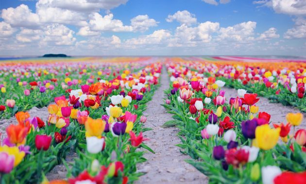 10 Gambar Bunga Tercantik Di Dunia Dan Maknanya Rainbow Roses Mawar Termahal Jejakpiknik Com