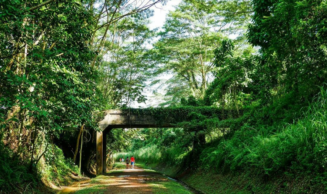 Bukit Timah, Daftar Pilihan Gunung Mini Yang Menjadi Puncak Tertinggi di Singapura 3