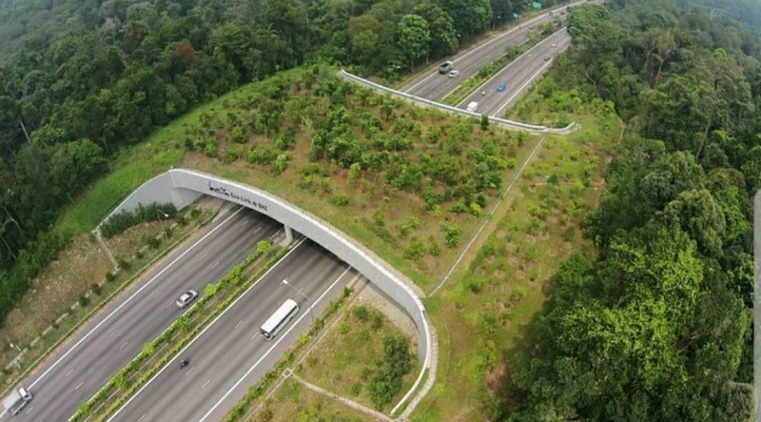 Bukit Timah, Daftar Pilihan Gunung Mini Yang Menjadi Puncak Tertinggi di Singapura 5