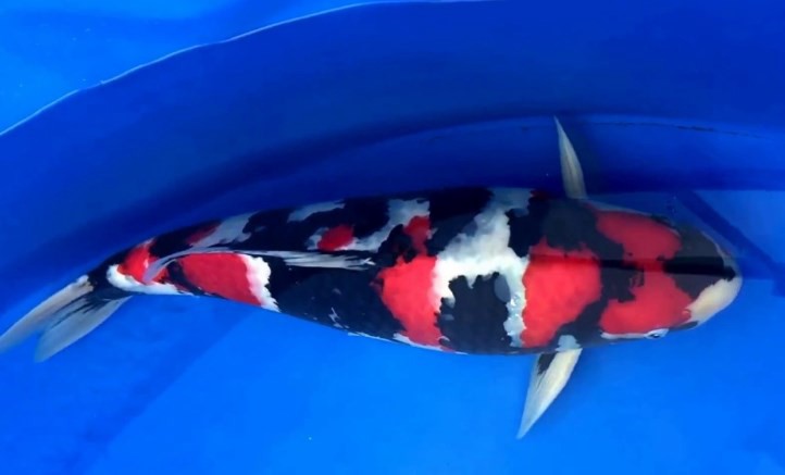 10 Ikan Koi Termahal di Dunia, Panggilan Buat Para Kolektor! 2 10 Ikan Koi Termahal di Dunia, Panggilan Buat Para Kolektor! 2