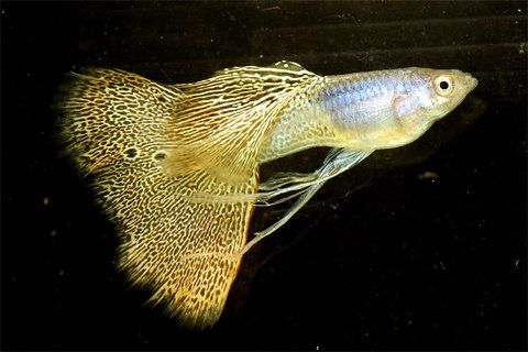 10 Ikan Guppy Termahal di Dunia, Manakah Yang Paling Bagus? 6 10 Ikan Guppy Termahal di Dunia, Manakah Yang Paling Bagus? 6