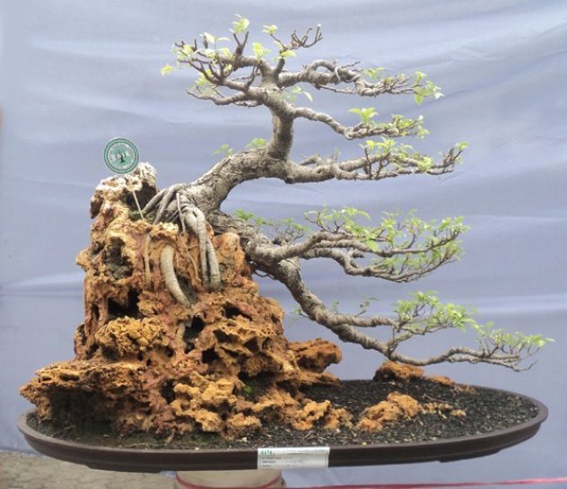 7 Bonsai Serut Termahal, Cocok Buat Pecinta Tanaman Kerdil 7 7 Bonsai Serut Termahal, Cocok Buat Pecinta Tanaman Kerdil 7