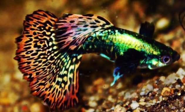 10 Ikan Guppy Termahal di Dunia, Manakah Yang Paling Bagus? 2 10 Ikan Guppy Termahal di Dunia, Manakah Yang Paling Bagus? 2