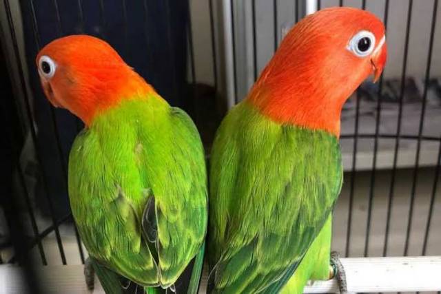 10 Burung Lovebird Termahal, Bulunya Sangat Cantik Lho! 4