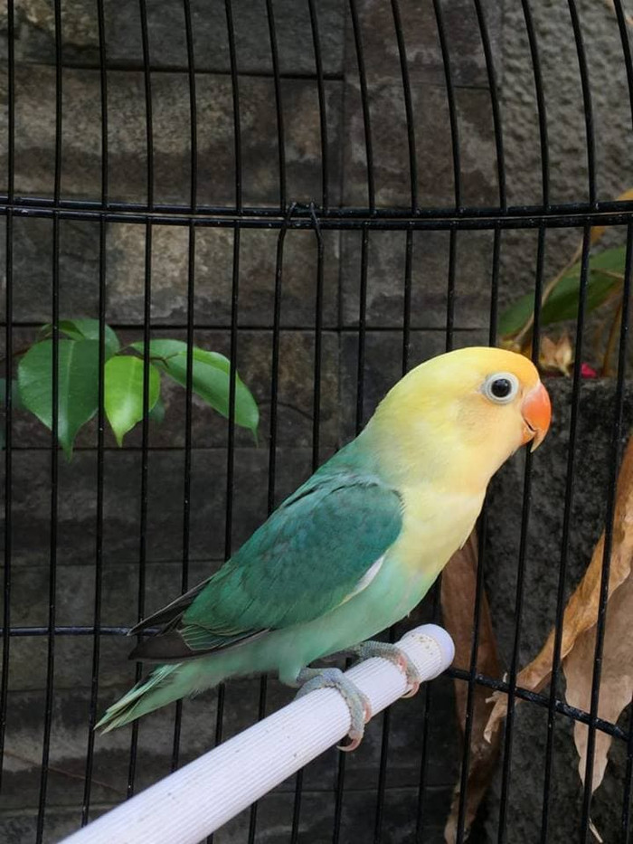 10 Burung Lovebird Termahal, Bulunya Sangat Cantik Lho! 6