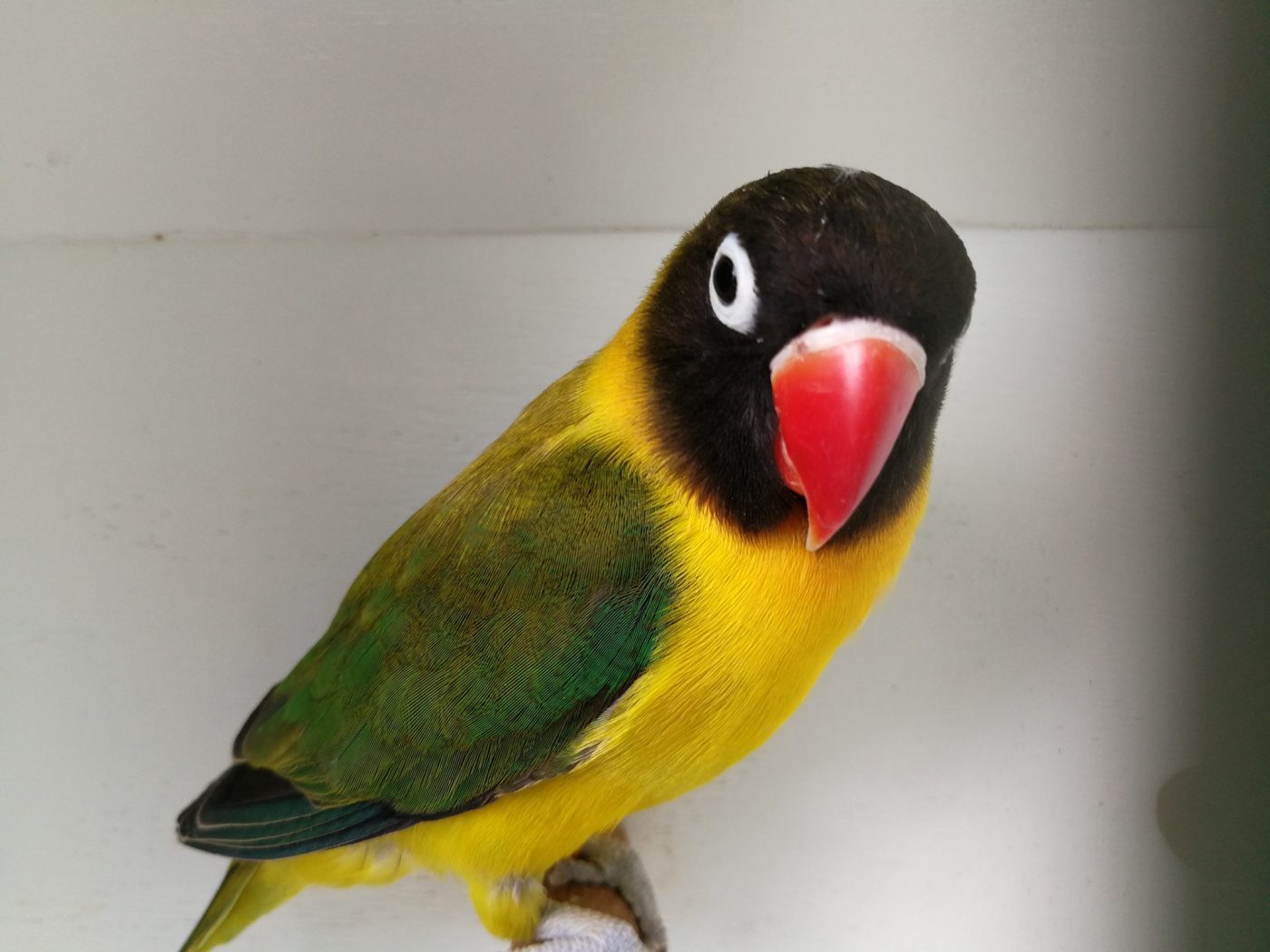 10 Burung Lovebird Termahal, Bulunya Sangat Cantik Lho! 3