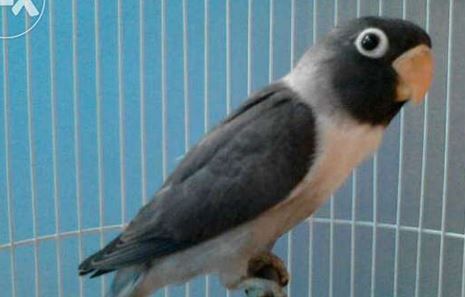 10 Burung Lovebird Termahal, Bulunya Sangat Cantik Lho! 10