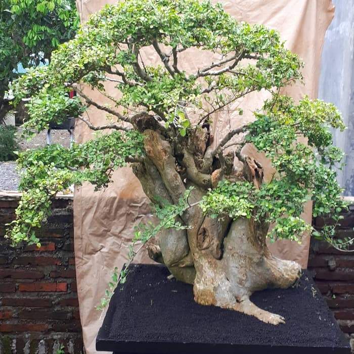 7 Bonsai Serut Termahal, Cocok Buat Pecinta Tanaman Kerdil 5 7 Bonsai Serut Termahal, Cocok Buat Pecinta Tanaman Kerdil 5