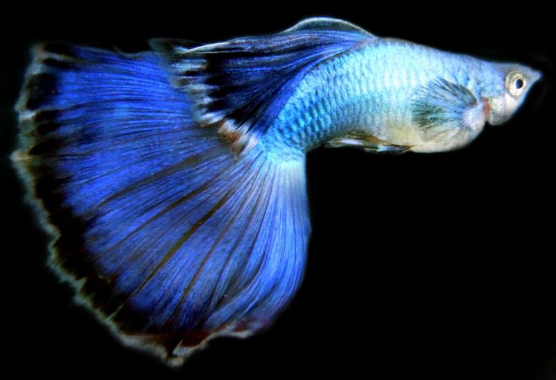 10 Ikan Guppy Termahal di Dunia, Manakah Yang Paling Bagus? 5 10 Ikan Guppy Termahal di Dunia, Manakah Yang Paling Bagus? 5
