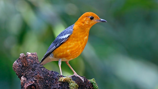 10 Burung Kicau Termahal, Bisa Sampai Ratusan Juta! 4 10 Burung Kicau Termahal, Bisa Sampai Ratusan Juta! 4