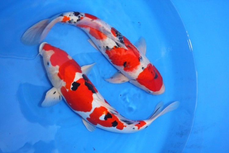 10 Ikan Koi Termahal di Dunia, Panggilan Buat Para Kolektor! 1 10 Ikan Koi Termahal di Dunia, Panggilan Buat Para Kolektor! 1