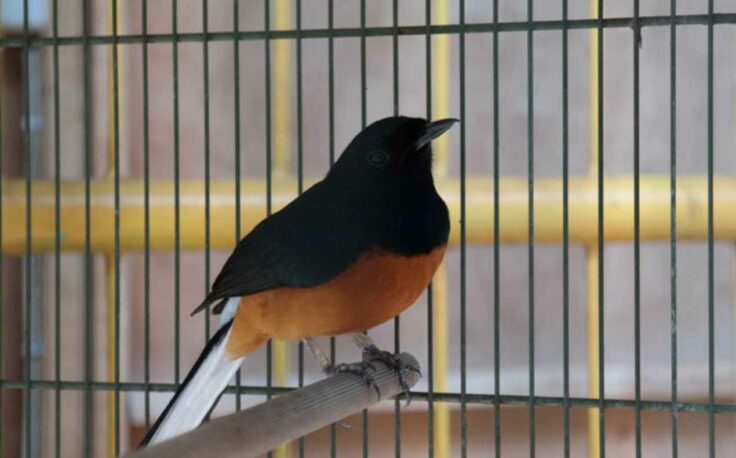 10 Burung Murai Termahal Beserta Harganya 8 10 Burung Murai Termahal Beserta Harganya 8