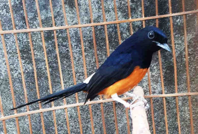 10 Burung Murai Termahal Beserta Harganya 5 10 Burung Murai Termahal Beserta Harganya 5