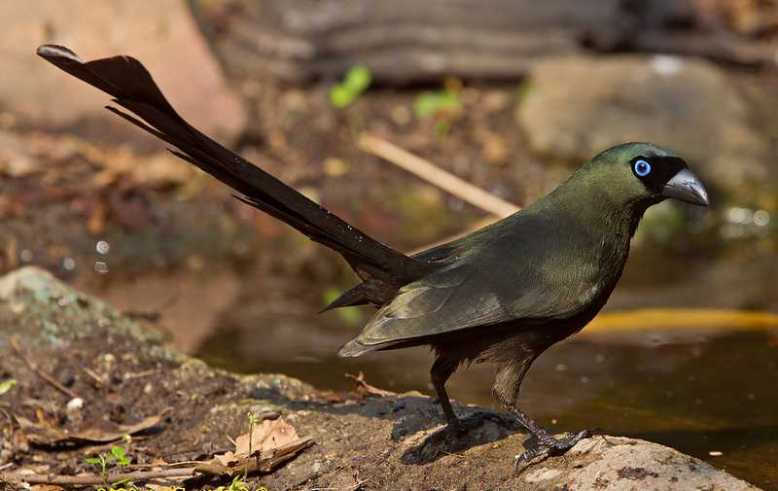 10 Burung Murai Termahal Beserta Harganya 6 10 Burung Murai Termahal Beserta Harganya 6