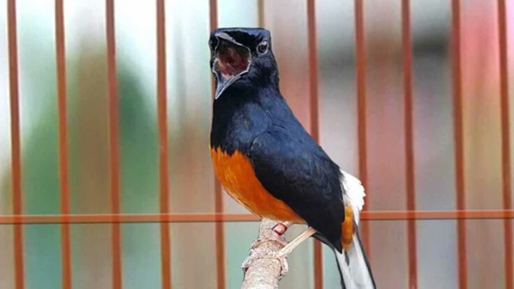 10 Burung Kicau Termahal, Bisa Sampai Ratusan Juta! 1 10 Burung Kicau Termahal, Bisa Sampai Ratusan Juta! 1