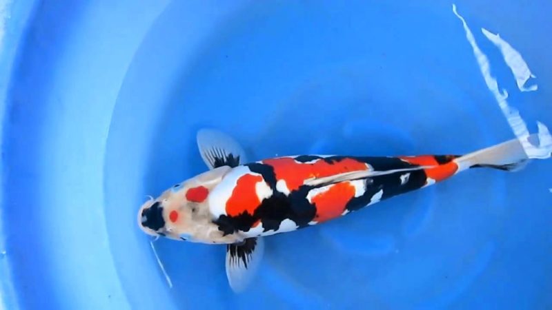 10 Ikan Koi Termahal di Dunia, Panggilan Buat Para Kolektor! 5 10 Ikan Koi Termahal di Dunia, Panggilan Buat Para Kolektor! 5