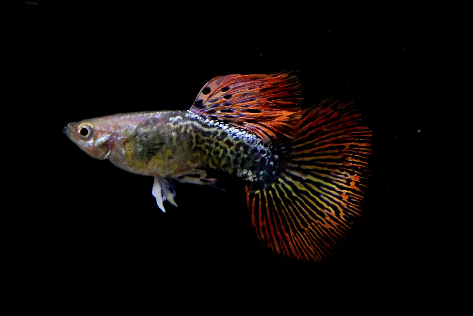 10 Ikan Guppy Termahal di Dunia, Manakah Yang Paling Bagus? 7 10 Ikan Guppy Termahal di Dunia, Manakah Yang Paling Bagus? 7