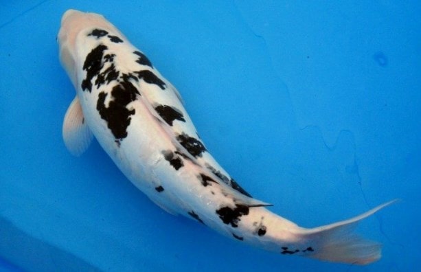 10 Ikan Koi Termahal di Dunia, Panggilan Buat Para Kolektor! 9 10 Ikan Koi Termahal di Dunia, Panggilan Buat Para Kolektor! 9