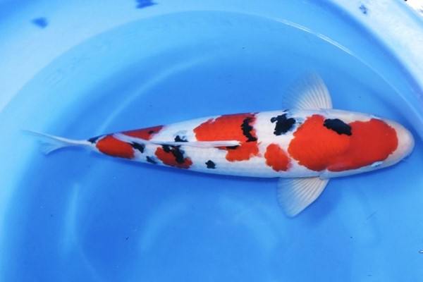10 Ikan Koi Termahal di Dunia, Panggilan Buat Para Kolektor! 6 10 Ikan Koi Termahal di Dunia, Panggilan Buat Para Kolektor! 6