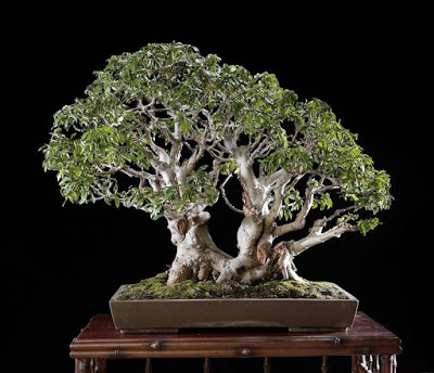 7 Bonsai Serut Termahal, Cocok Buat Pecinta Tanaman Kerdil 3 7 Bonsai Serut Termahal, Cocok Buat Pecinta Tanaman Kerdil 3