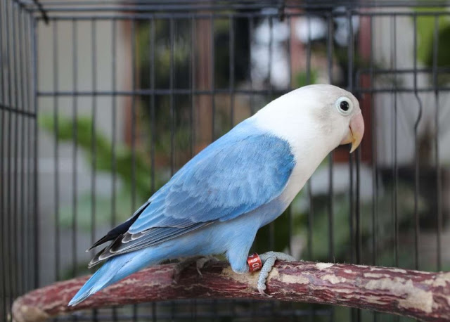 10 Burung Lovebird Termahal, Bulunya Sangat Cantik Lho! 1