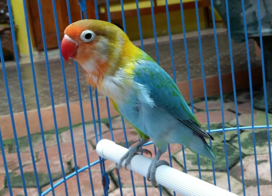 10 Burung Lovebird Termahal, Bulunya Sangat Cantik Lho! 2