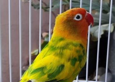 10 Burung Lovebird Termahal, Bulunya Sangat Cantik Lho! 7